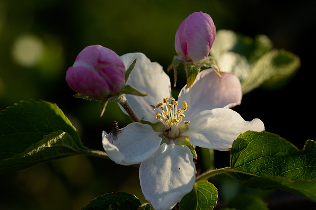 Apfelblüte mit Fliege