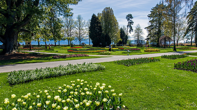 160414 Morges parc tulipes 13