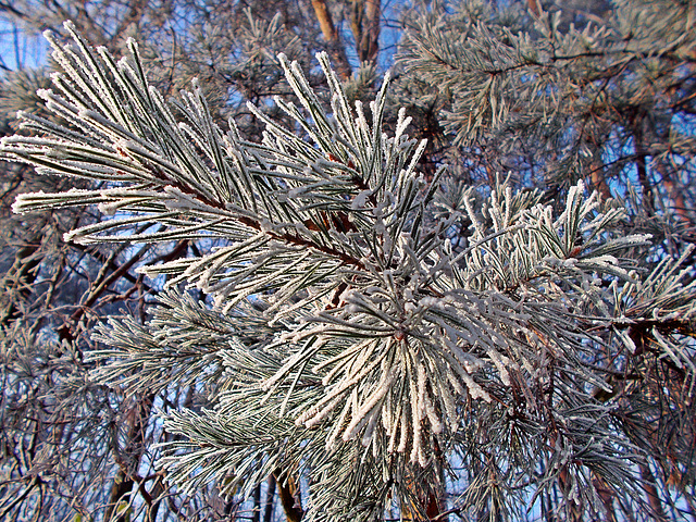 Winter beauty.