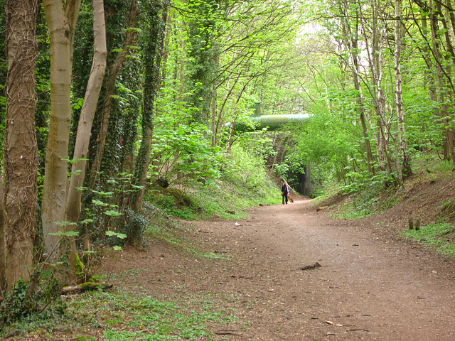 South Staffs Railway Walk passing through Himley Plantation towards Wombourne