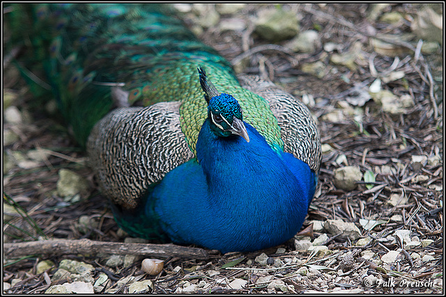 Pfau in Pause