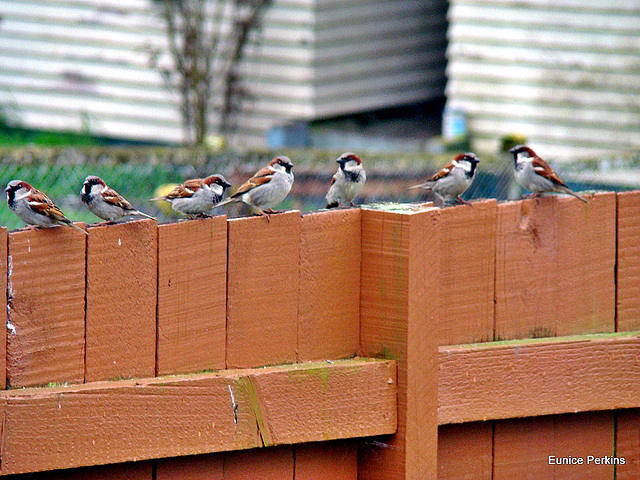 Sparrow Fence Sitters.