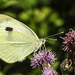 20180628 4072CPw [D~LIP] Kohlweißling, Acker-Kratzdistel (Cirsium arvense), UWZ, Bad Salzuflen