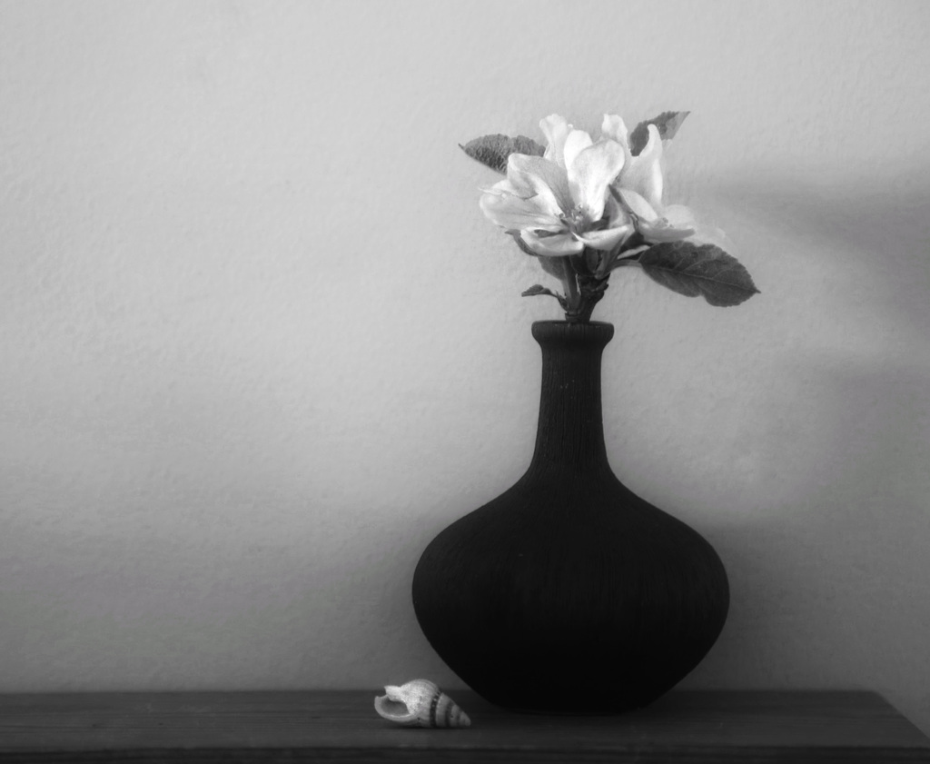 apple blossom
