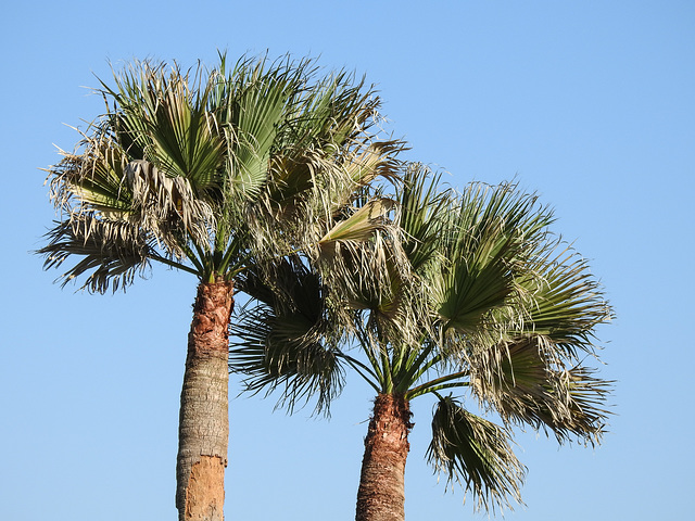 Day 3, palm trees, Rockport