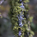 Lichens