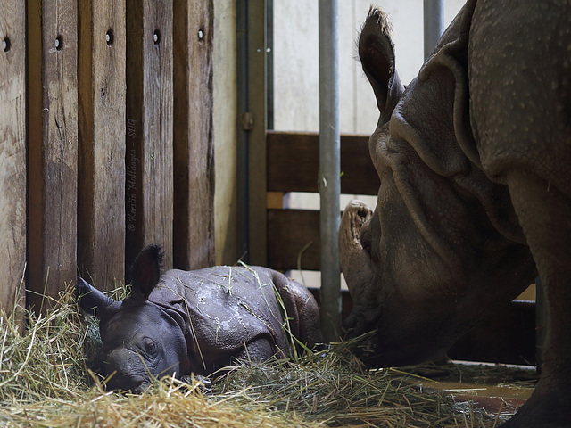 Baby schläft, Mama wacht (Wilhelma)