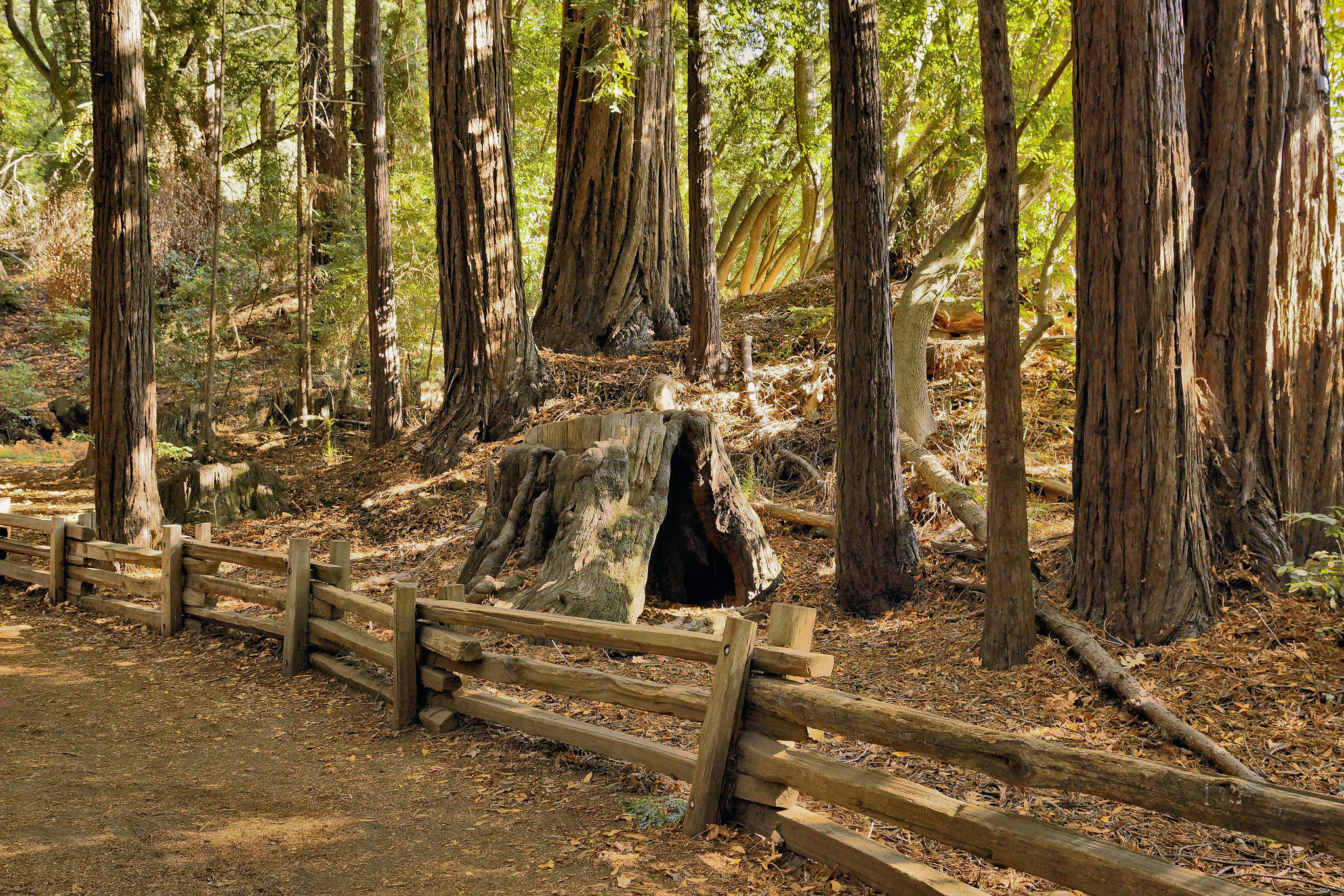 In the Redwood Forest, Take 2 – Pfeiffer Big Sur State Park, Monterey County, California