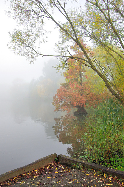 A Misty Autumn Scene  Oct 2016