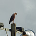 Savannah Hawk, Trinidad