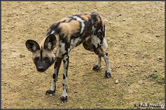 Unschlüssiger  Afrikanischer Wildhund