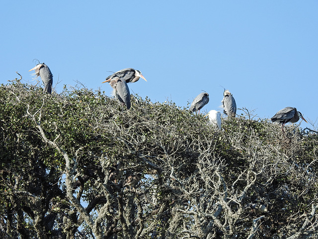 Day 3, rookery, Rockport, South Texas