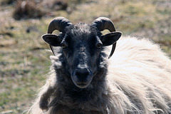 Graue gehörnte Heidschnucke (w)