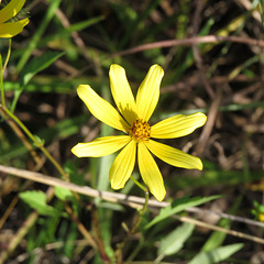 Bidens aristosa