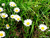 Daisies