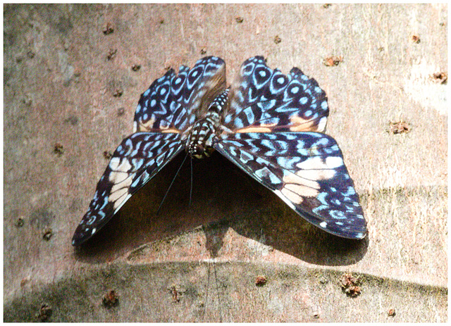 EF7A3004 Butterfly