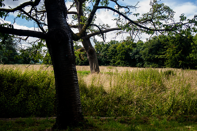 A Chorus Line of Trees