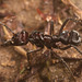 IMG 0626 Ant