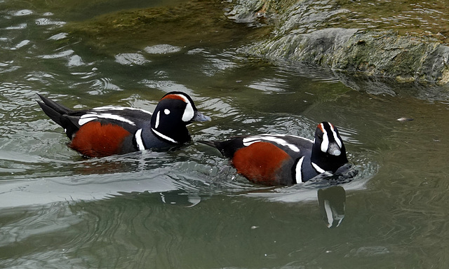 Harlequin ducks