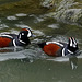 Harlequin ducks