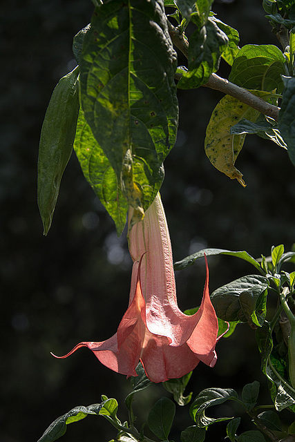 20140801 4630VRAw [D~E] Trompetenblume, Gruga-Park, Essen