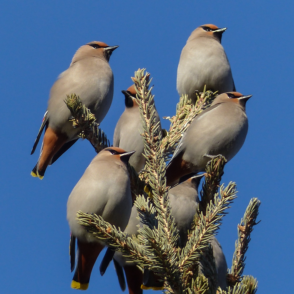 Bohemian Waxwings galore