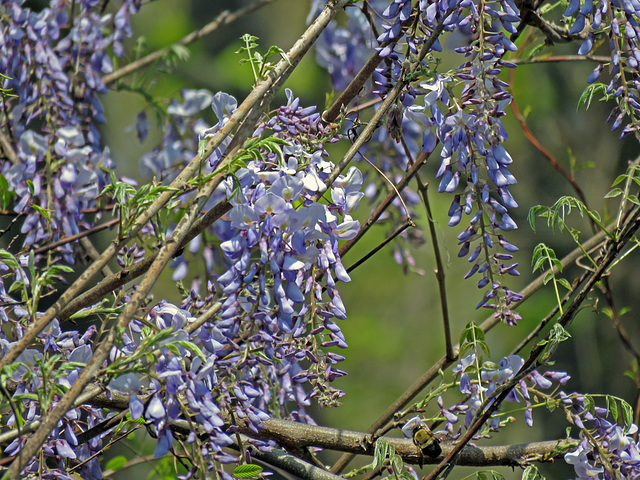 Wisteria