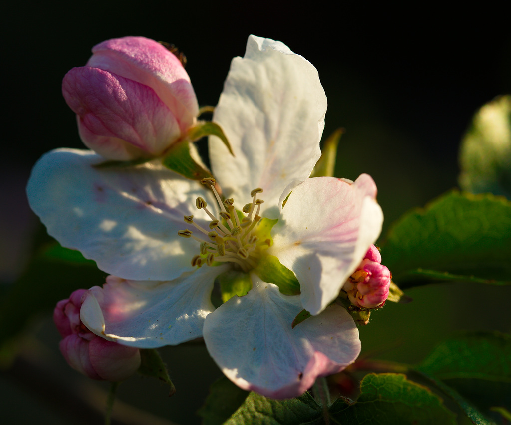 Apfelblüte