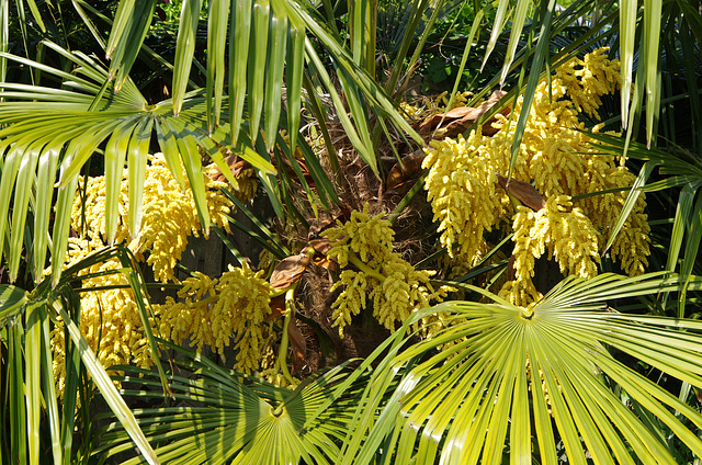 Chusan palm in 'flower'