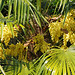 Chusan palm in 'flower'