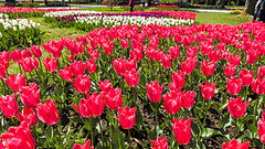 160414 Morges parc tulipes 16