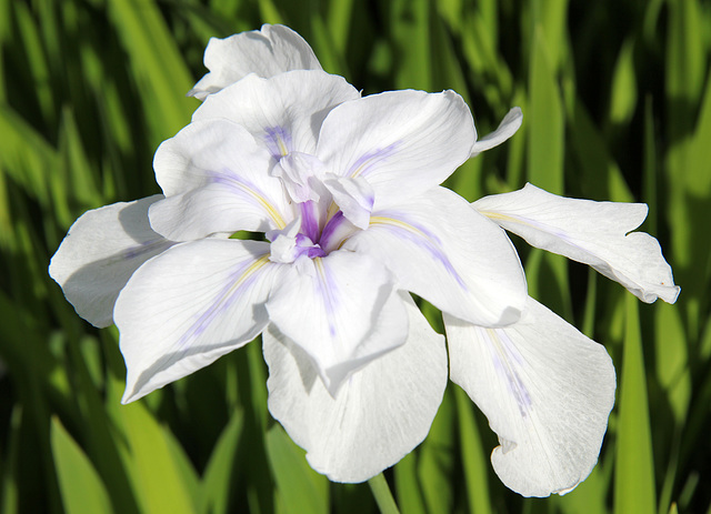 Iris laevigata