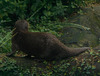 DSCN4003a - lontra-neotropical Lontra longicaudis, Mustelidae Carnivora