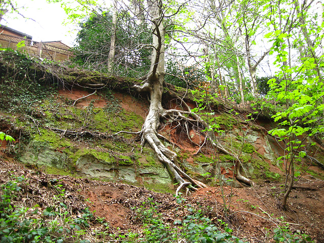 Tree with roots exposed on the South Staffs Railway Walk