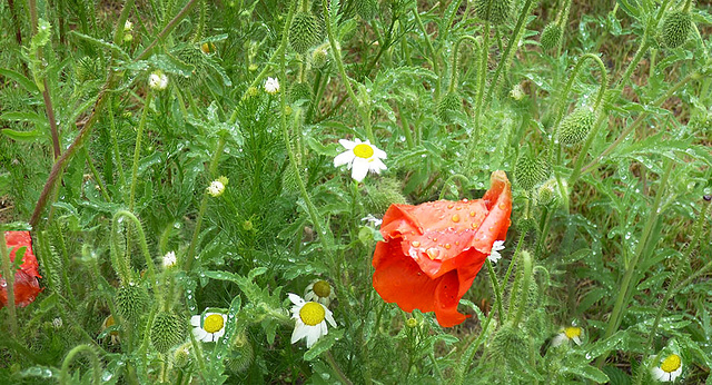 Sous la pluie