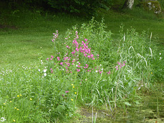 Wild Flowers by the pond