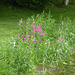 Wild Flowers by the pond