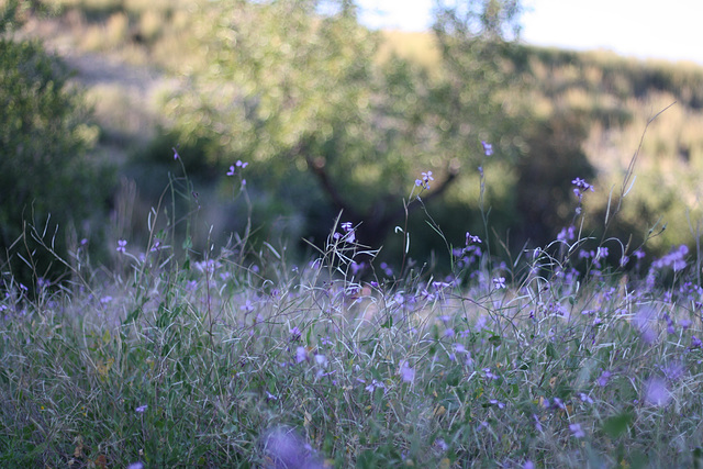 Flowers, flowering