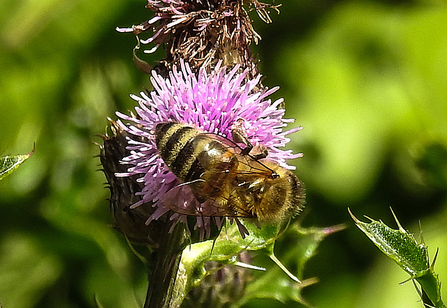 20180628 4074CPw [D~LIP] Honigbiene (pis mellifica), Acker-Kratzdistel (Cirsium arvense), UWZ, Bad Salzuflen