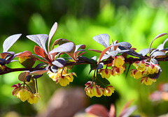 Berberitze - Blüten
