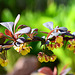 Berberitze - Blüten