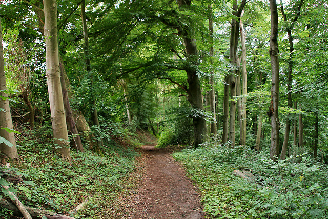 Weg am Sennenberger Siepen (Bochum-Sundern) / 14.07.2019