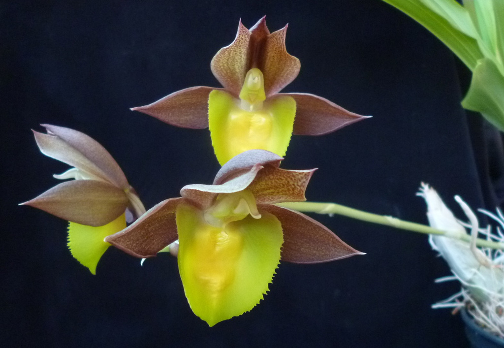 Ctsm Portagee Star 'Brian Lawson Sunrise'x Louise Clarke 'Simply Fantastic'