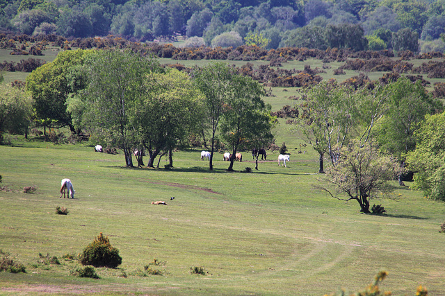 Canada Common