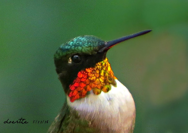 Male Ruby-throat Hummingbird