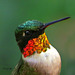 Male Ruby-throat Hummingbird