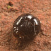 IMG 0629 Ant