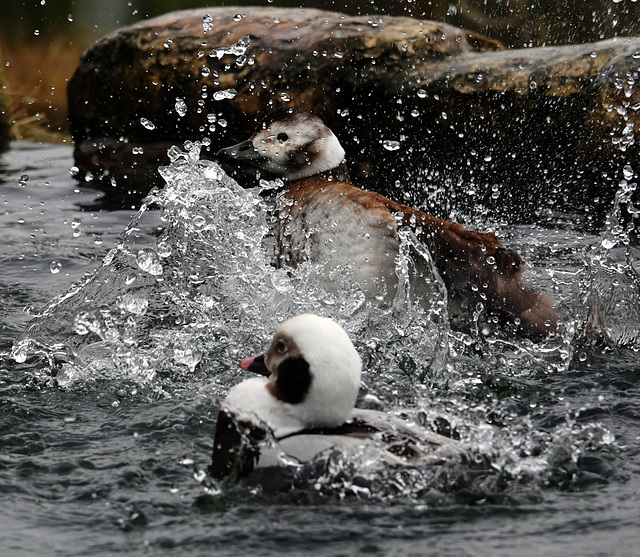 Not diving, but splashing