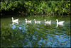 goosey swimming lesson