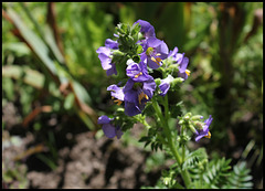 Polemonium (1)